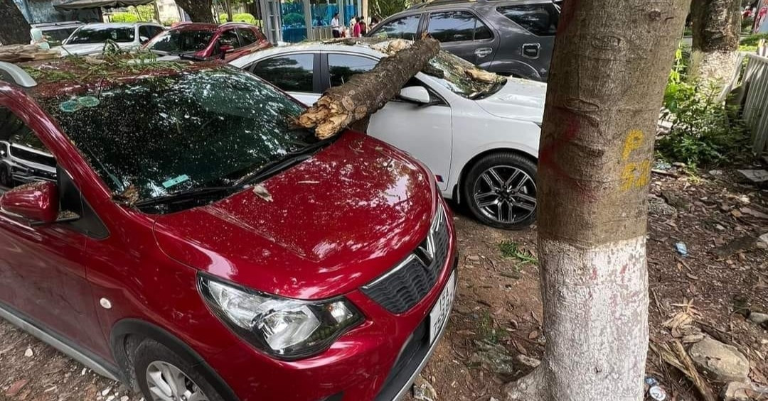 Dos coches aparcados en el parque Thu Le fueron alcanzados por ramas secas que caían.