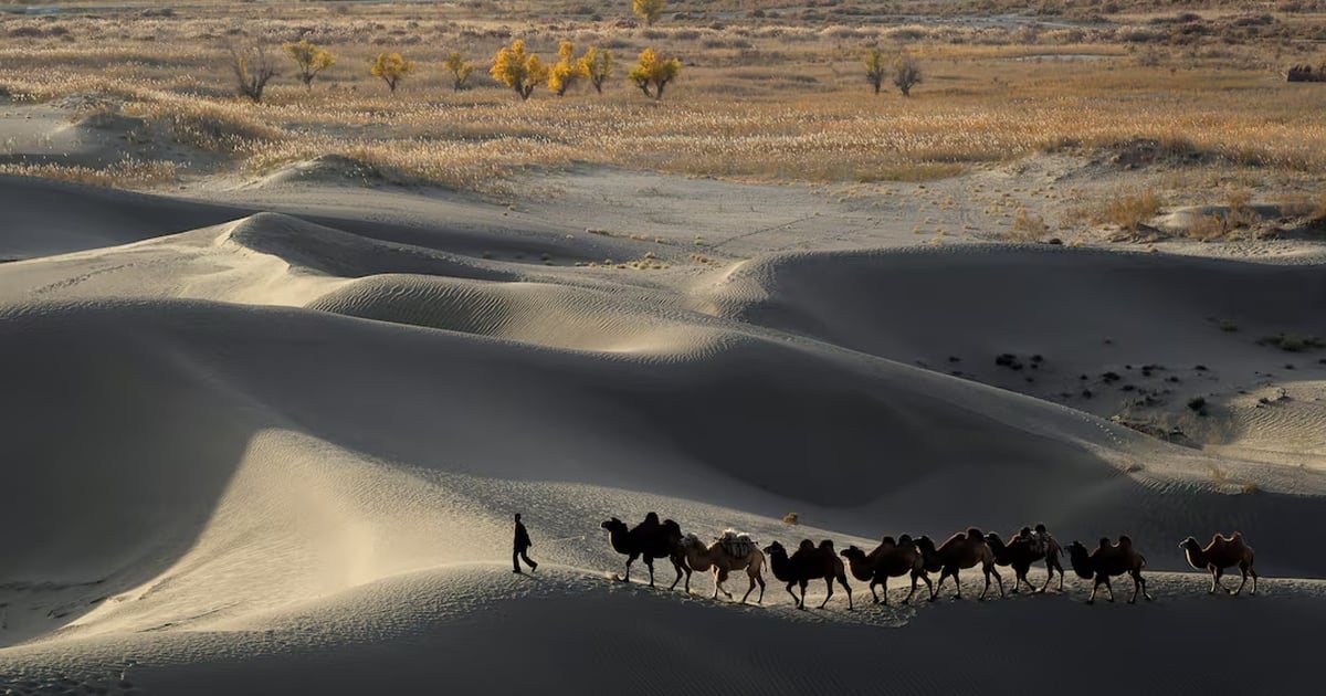 China completes desert 'greening' project with 3,000 km of trees