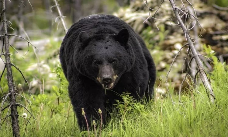 クマがハンターに復讐するために反撃