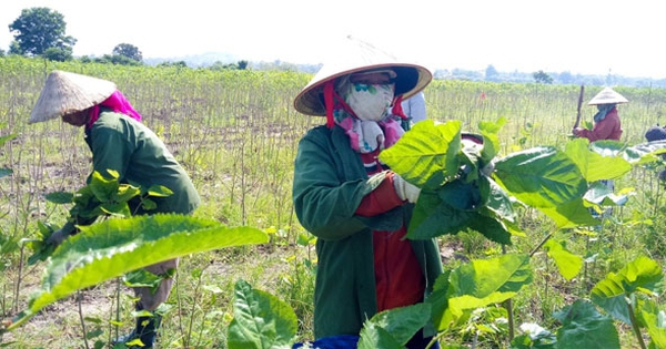 뽕나무 재배와 누에 사육은 가계 경제를 변화시킨다