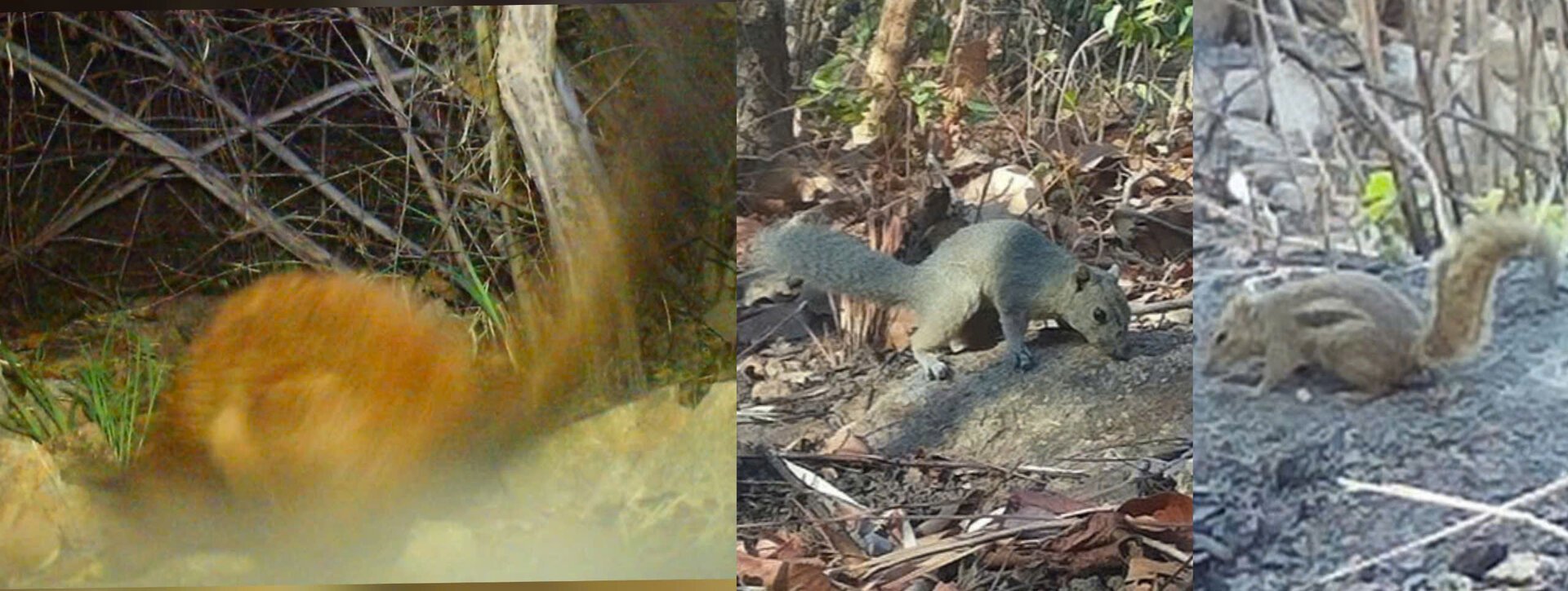 Bewundern Sie 24 seltene Vogel- und Tierarten im Schutzwald in Binh Thuan - 12