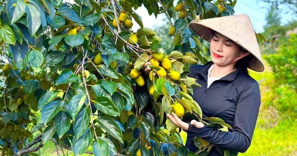 Knackige Kakis, diese köstliche Frucht reift und wird zu einem guten Preis verkauft. Jede Familie in diesem Dorf in Ha Tinh ist glücklich.