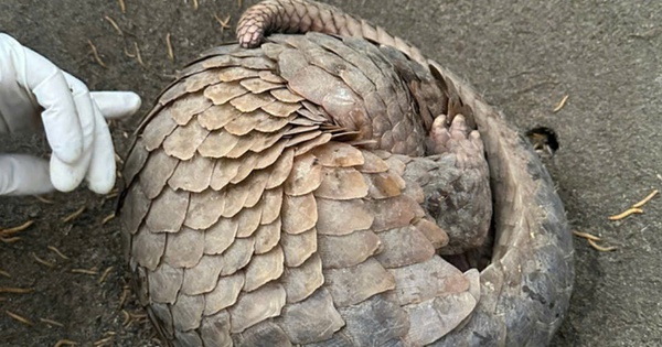 A wild animal, a Red Book animal with scales all over its body, "lost its way" into a house in Da Nang.