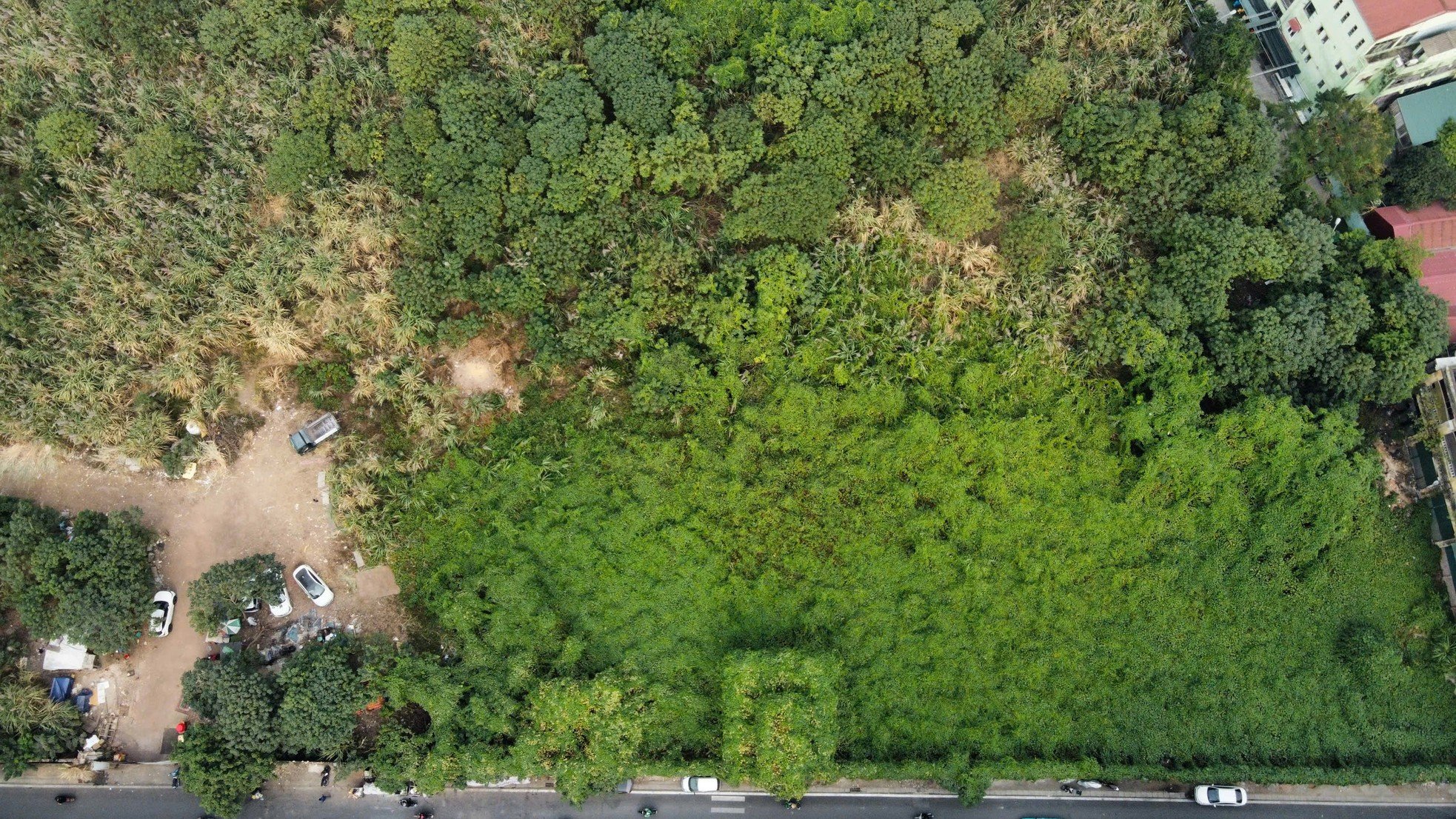 Unkraut wächst wild wie ein „Wald“ auf einem erstklassigen Grundstück in Hanoi und zerstört die Wohnfunktion. Foto 5