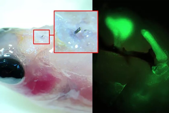 Researchers implanted an electrode into the brain of a zebrafish (left), using it to send nerve signals (right)