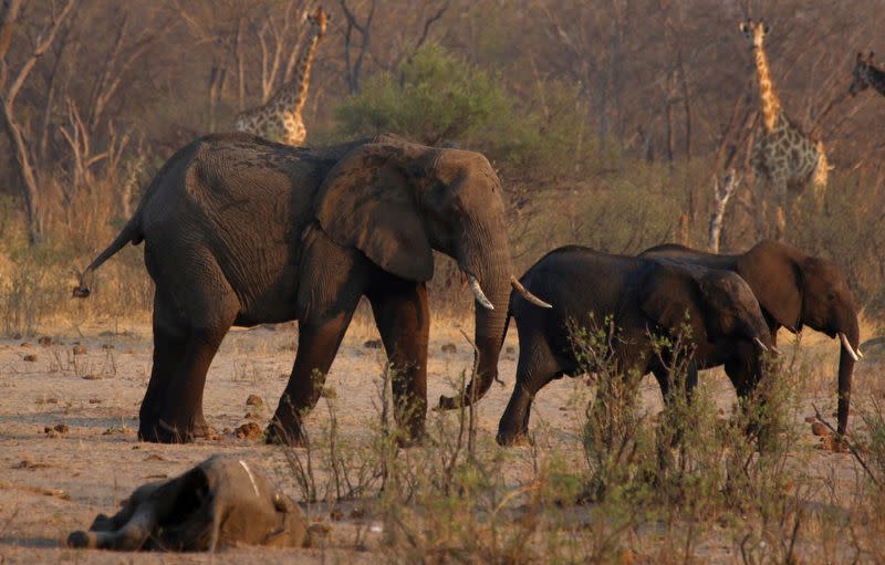 Namibia: Nahrungsmittelknappheit droht den Tod von über 700 Tieren, darunter Wale und Delfine. Bild 1