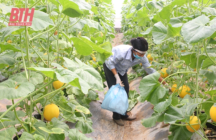 Nga Sơn phát triển nông nghiệp hiện đại gắn với xây dựng nông thôn mới