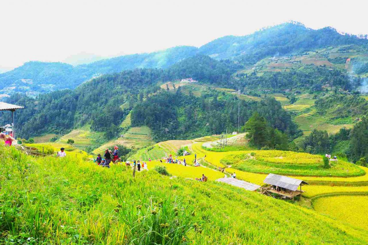 In 2021, Yen Bai province held a ceremony to receive the Prime Minister's Certificate of ranking Mu Cang Chai terraced fields as a special national monument.