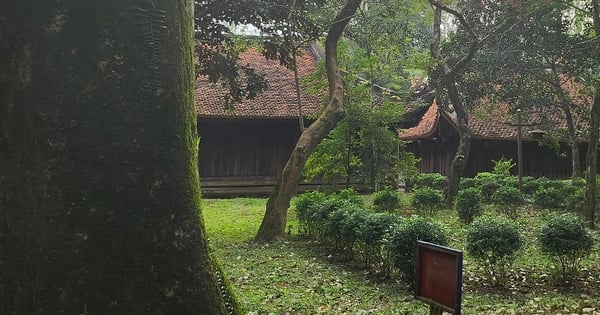 Lam Kinh forest in Thanh Hoa is full of ancient green lim trees, this 600-year-old tree is a Heritage Tree.