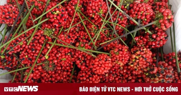 Ngoc Linh ginseng seeds cost more than 240 million VND/kg, Chinese goods are only 2.3 million VND