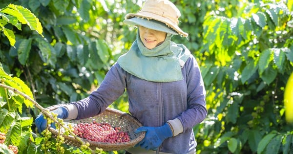 Plan NESCAFÉ galardonado en la más alta categoría en los premios comunitarios