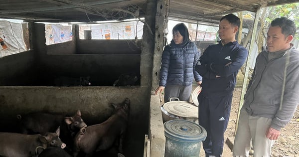 Lợn đen, con đặc sản đang nuôi thành công ở Hòa Bình, trông hơi xấu mà bán tranh nhau mua