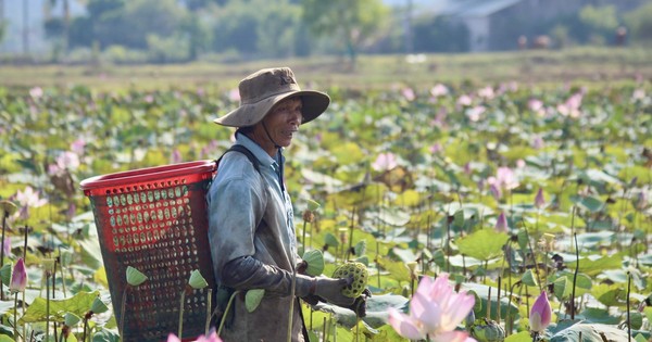 Les agriculteurs de Khanh Hoa travaillent au soleil pour récolter les gousses de lotus