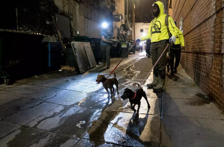 US capital 'recruits' dogs and cats to eliminate rat infestation