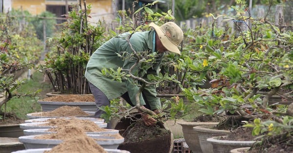 Todo un pueblo de Saigón cultiva albaricoques amarillos, una planta ornamental muy atractiva, y se enriquece. En todas partes se encuentran multimillonarios.