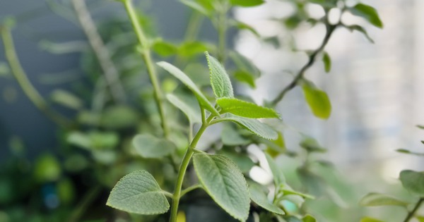 La albahaca limón y el cebollino curan la tos, el resfriado y el dolor de garganta.