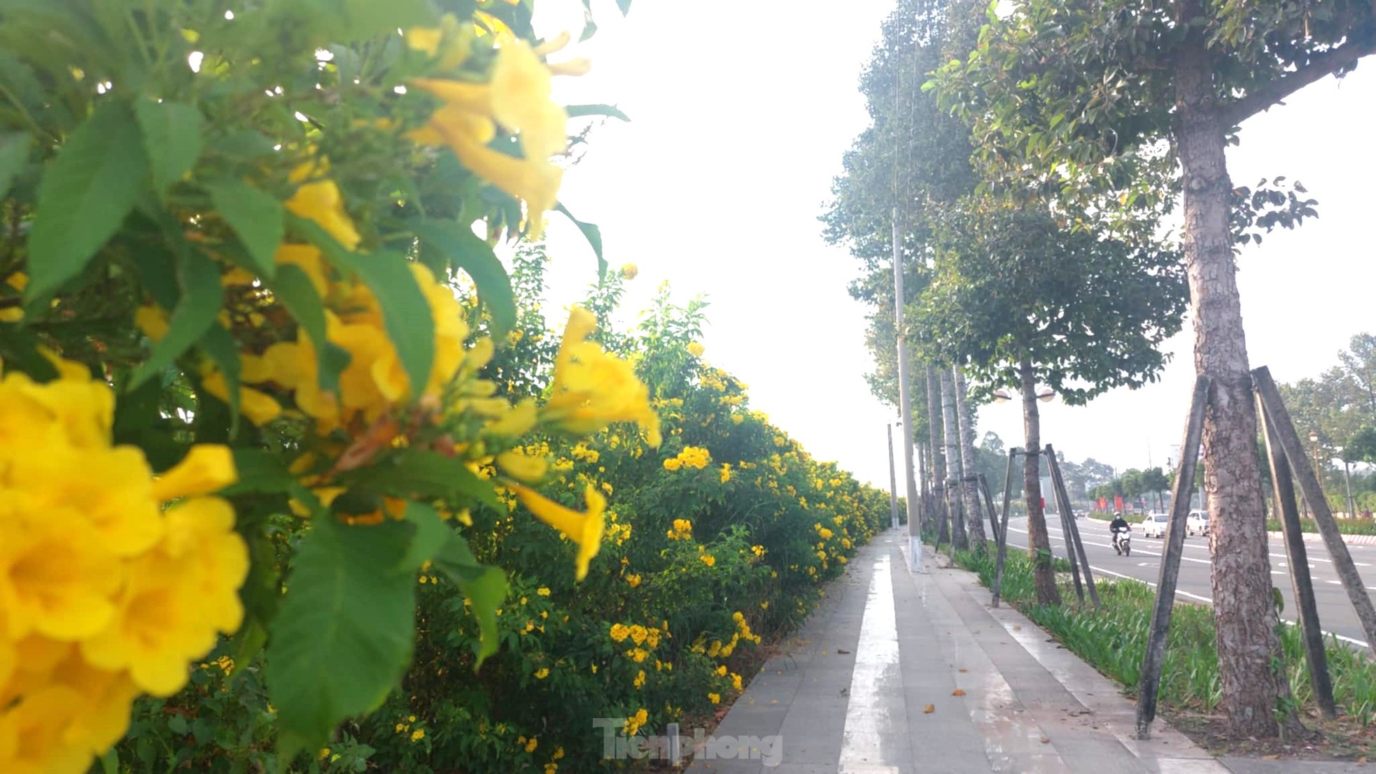 Fleurs de clochettes jaunes en pleine floraison, les rues de Binh Duong sont aussi belles que des photos 5