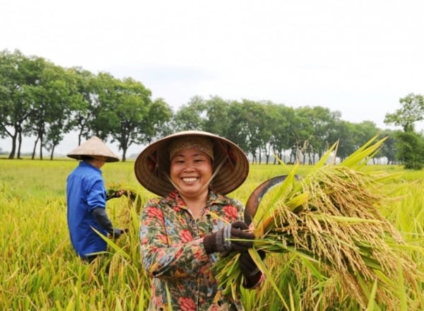 Giá lúa gạo hôm nay ngày 31/7: Giá gạo tăng 100