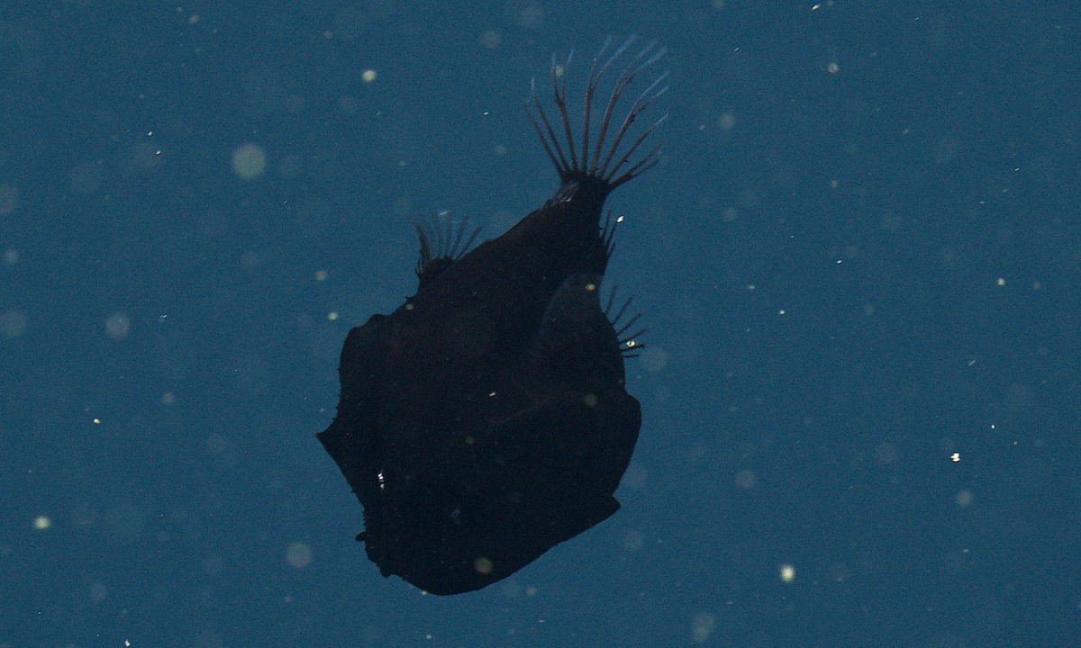 希少な超黒い魚が水深約800メートルを泳ぐ