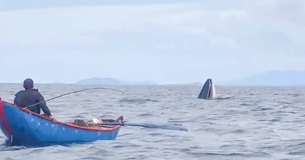 Ballena gigante: animal salvaje que de repente caza frente al barco pesquero de Binh Dinh