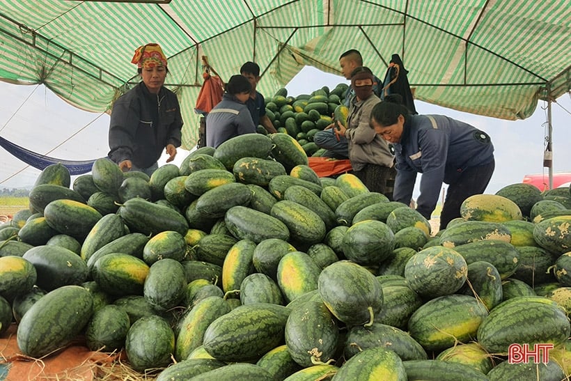 Ha Tinh proactively adjusts the pace of transporting goods to the northern border.