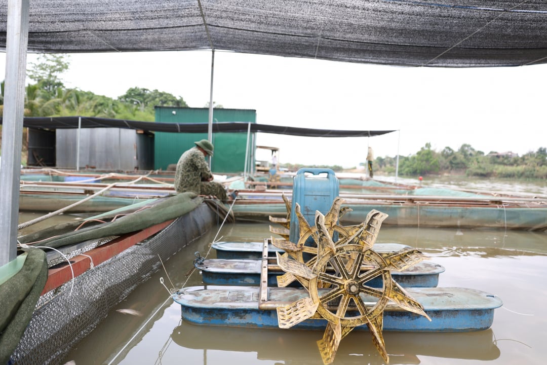 ជាមួយគ្នានេះ ត្រូវដំឡើងប្រព័ន្ធកង្ហារទឹកក្នុងទ្រុង និងក្បូន ដើម្បីបង្កើនអុកស៊ីហ្សែនសម្រាប់ត្រី។