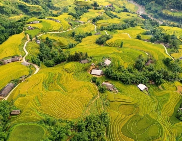 Don't miss Ta Van when traveling to Sa Pa during the ripe rice season