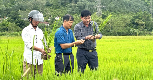 នាយកម្នាក់នៅទីក្រុង Ha Tinh ត្រូវបានផ្តល់កិត្តិយសនៅក្នុងព្រឹត្តិការណ៍ "សហករណ៍តារា" ឆ្នាំ 2024 ។