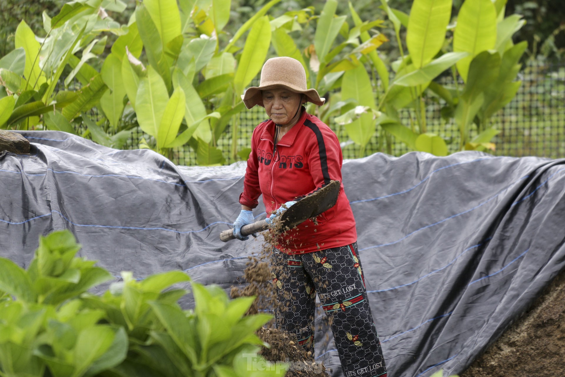 Thời tiết thất thường, nông dân Đà Nẵng lo lắng vụ hoa Tết ảnh 16