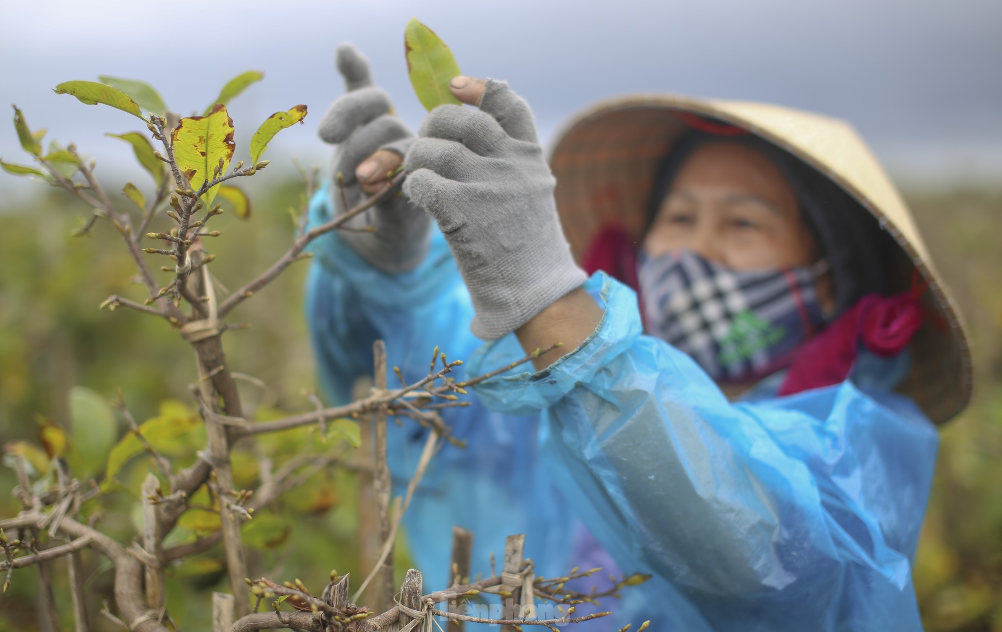 Thủ phủ mai vàng miền Trung 'thay áo' mới đón Tết ảnh 4