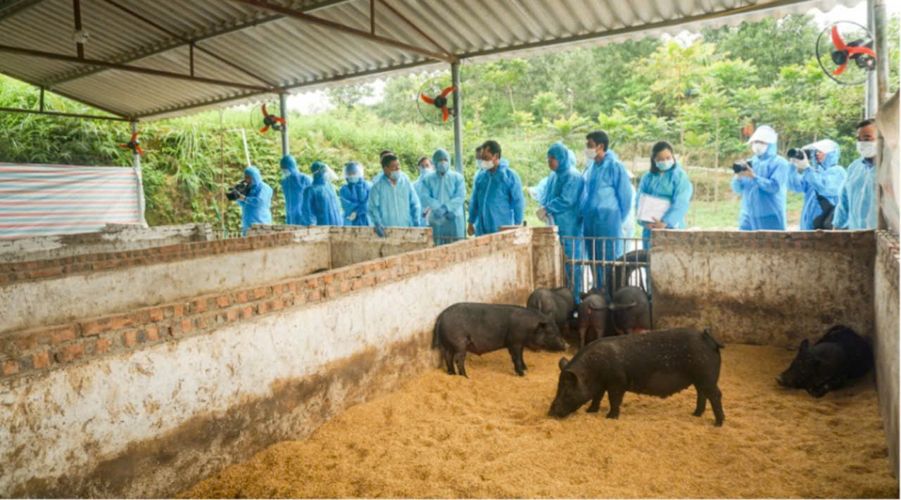 Nuôi lợn bằng bột trà xanh ở Thái Nguyên, lợn khỏe, lợn đẹp, thịt ngon cỡ nào mà người ta tò mò?- Ảnh 1.