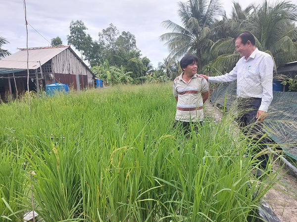 Nuôi lươn sinh sản ở Hậu Giang kiểu gì mà có nhiều người đang tới xem, trồng cả lúa tốt um?- Ảnh 2.