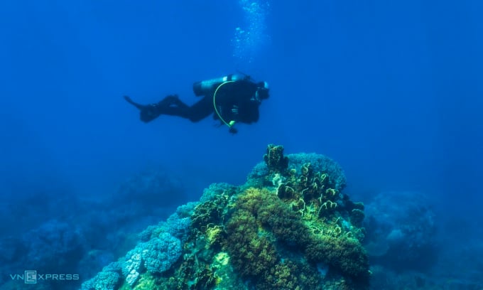 Подводное плавание в морском заповеднике Хон Мун, залив Нячанг, провинция Кханьхоа. Фото: Фам Хюи Чунг.