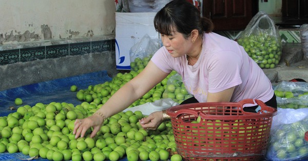 Đưa loại táo ngon cho thiên hạ ăn, thành viên HTX này ở Khánh Hòa cầm về nhiều tiền hơn