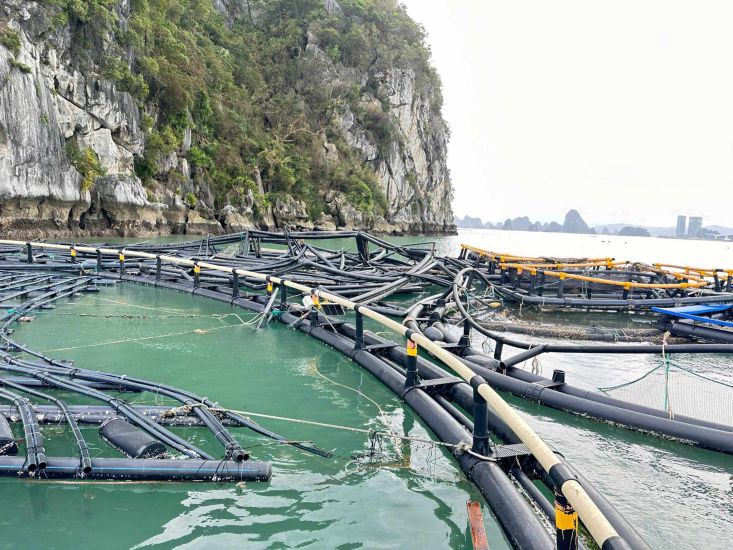 Fischkäfige und Aquakulturkäfige wurden alle beschädigt und vom Sturm weggespült.   Foto: Vu Long