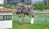 Cycling to watch the sunset, checking in at the purple-flowered Lagerstroemia tree next to the lotus pond of West Lake