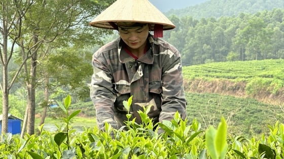 Conversion biologique dans les zones de culture du thé abritées par la chaîne de Tam Dao