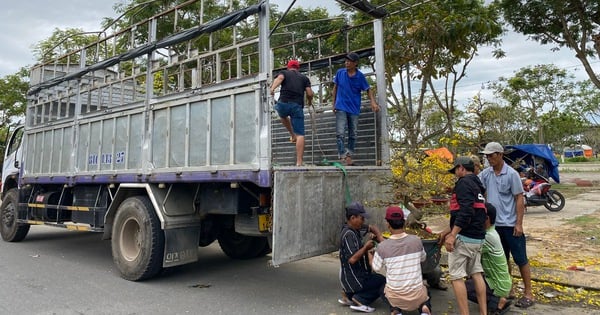 Người bán hoa tết ở Đà Nẵng thất thần vì 'ế ẩm chưa từng thấy'