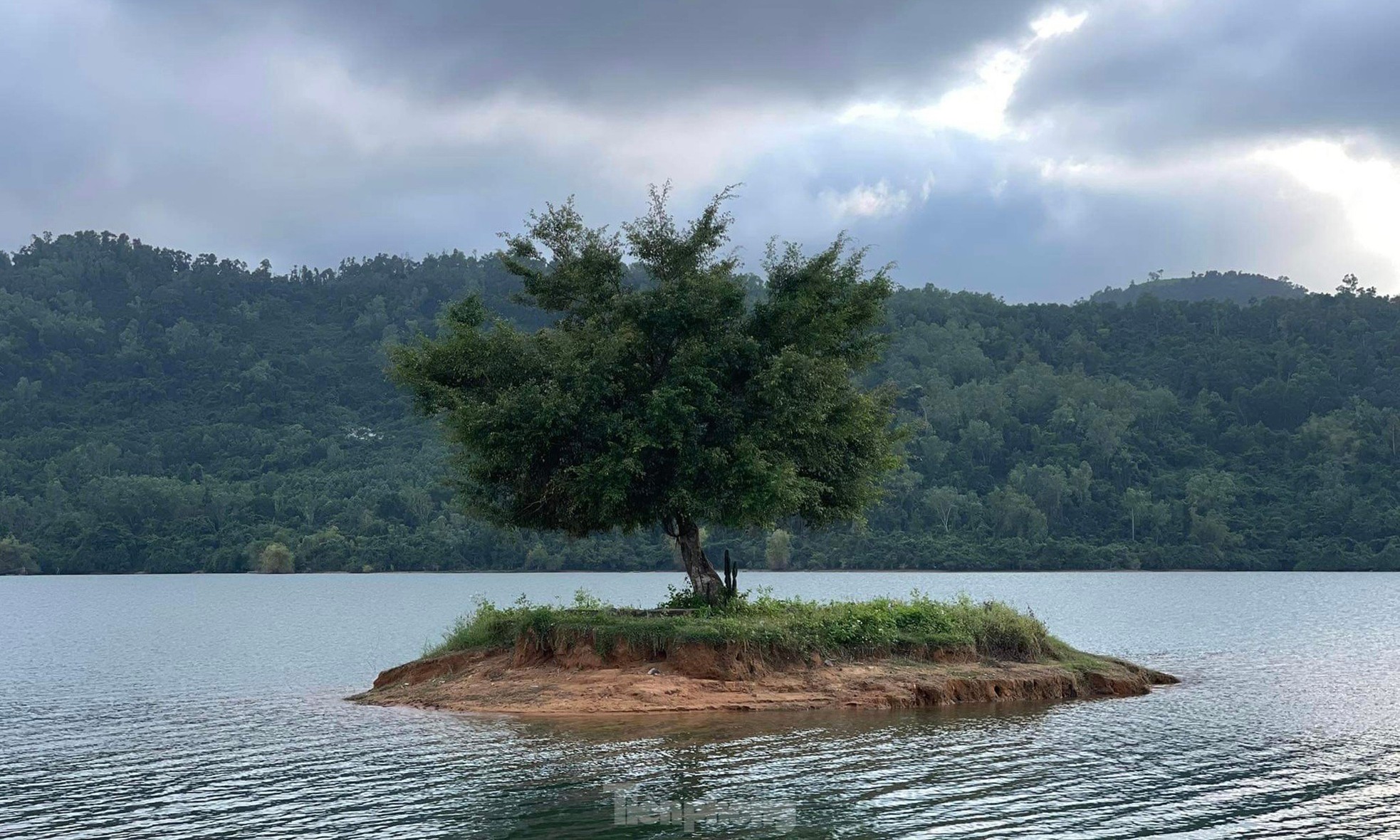 Les jeunes se rassemblent pour prendre des photos à côté de « l'arbre solitaire » à Quang Nam, photo 3