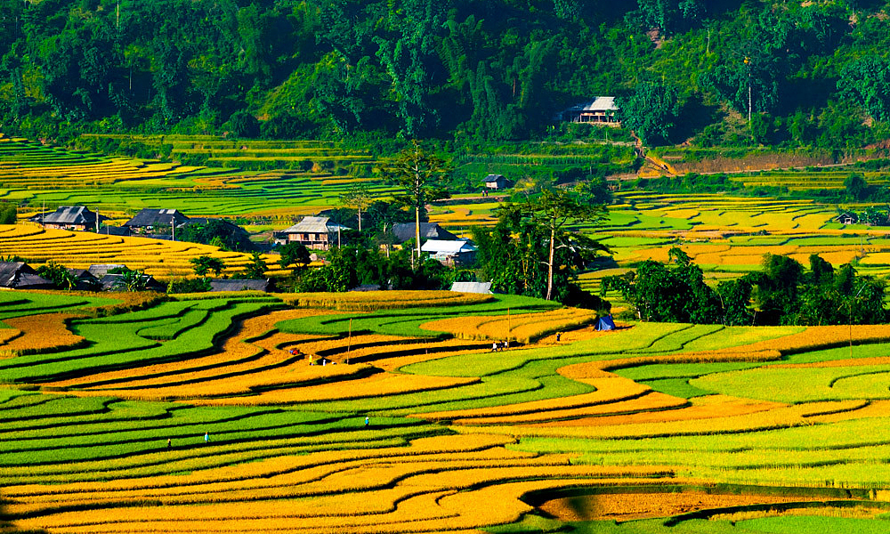 Experience in taking beautiful photos of the ripe rice season