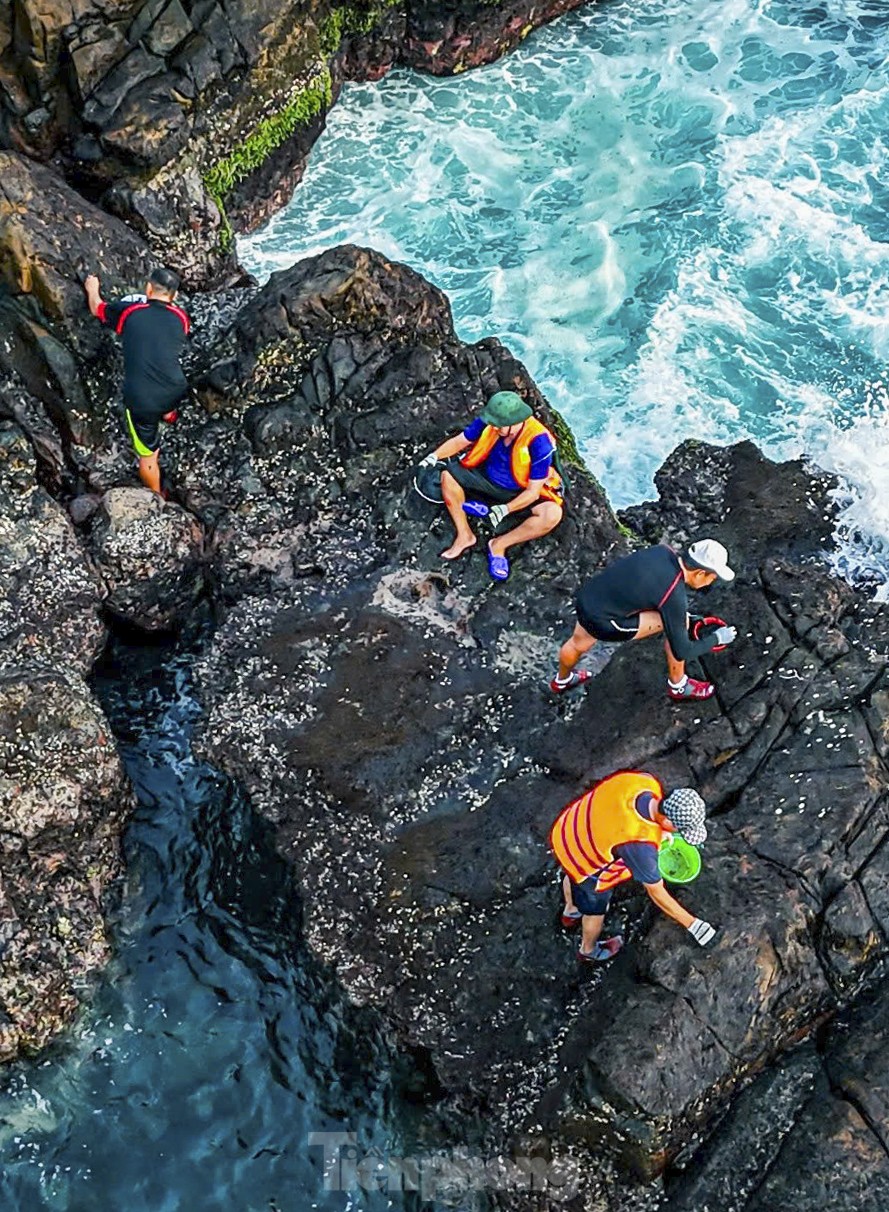 Trabajo duro recolectando 'recompensas del mar' en acantilados rocosos junto a fuertes olas foto 6