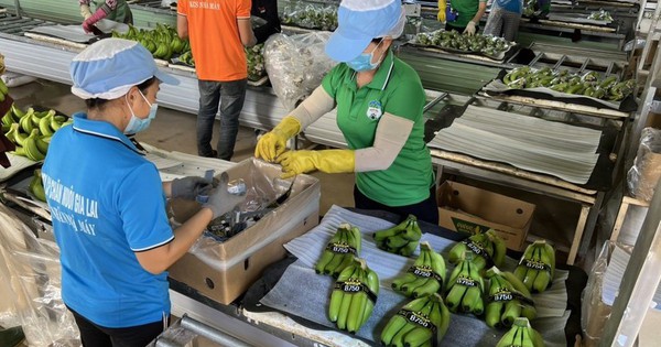 Das Unternehmen von Bau Duc hat eine über ein Jahr alte Tochtergesellschaft aufgelöst.