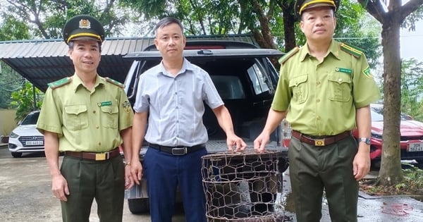 A local resident handed over a snake-catching bird, and the Bac Giang forest rangers immediately transferred it to the Hanoi Rescue Center.