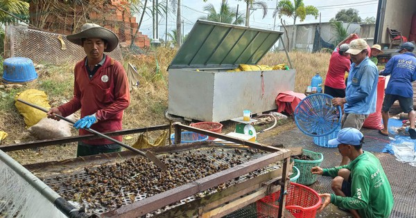 ロンアンの洪水の季節になると、ドンタップムオイ地域の人々はこの危険な外来動物を捕まえに行きます。