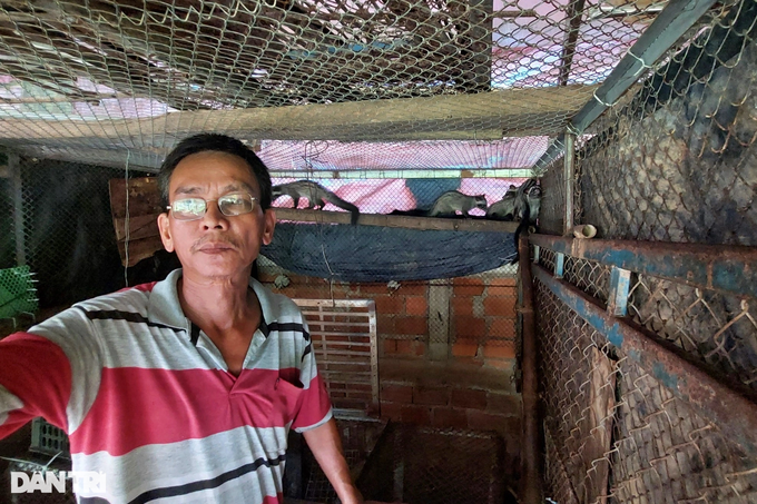Nuôi chồn hương kết hợp với... cá trê, thu lãi trăm triệu mỗi năm - 1