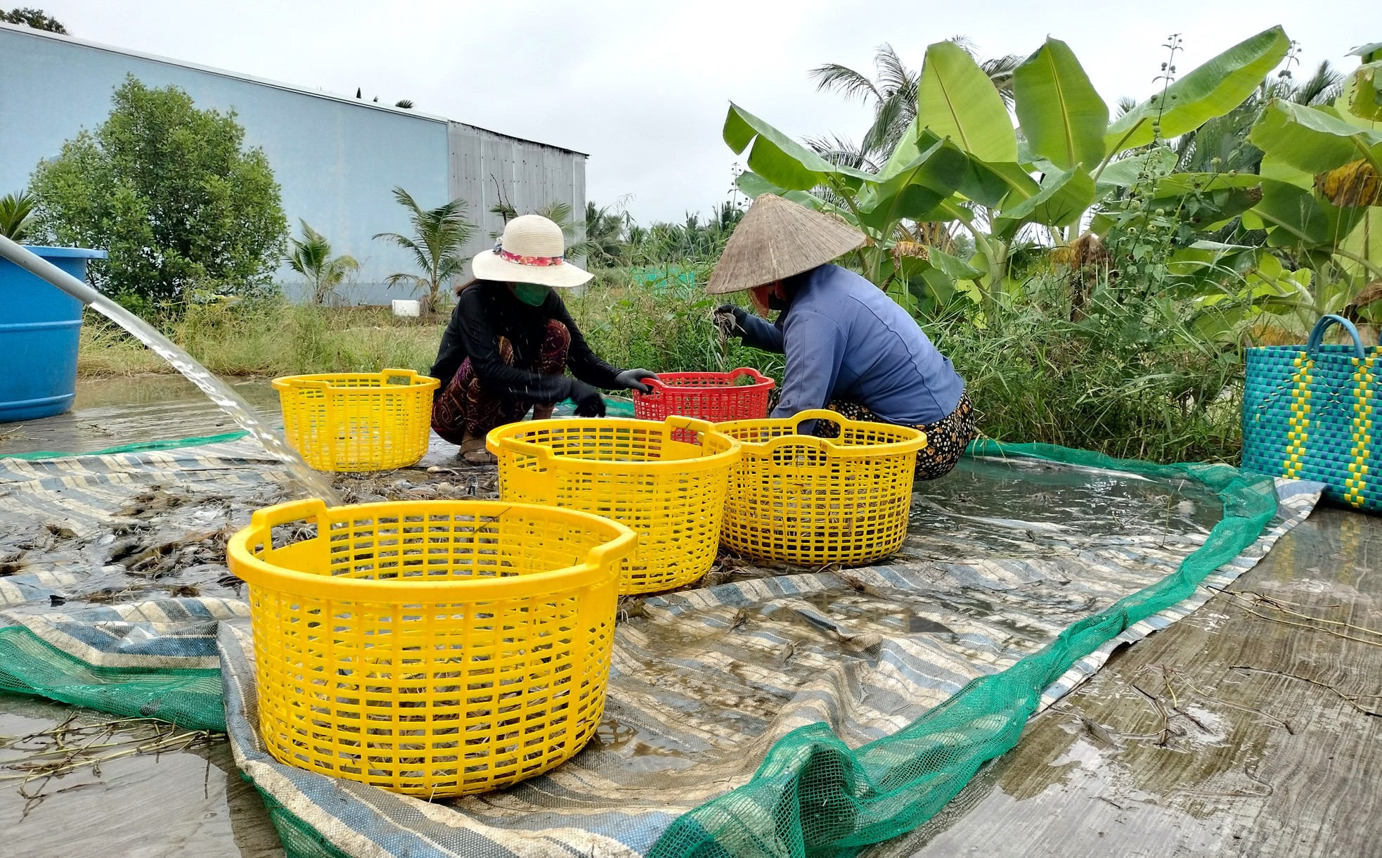 Close-up of Ca Mau farmers stirring mud to catch giant freshwater prawns photo 10