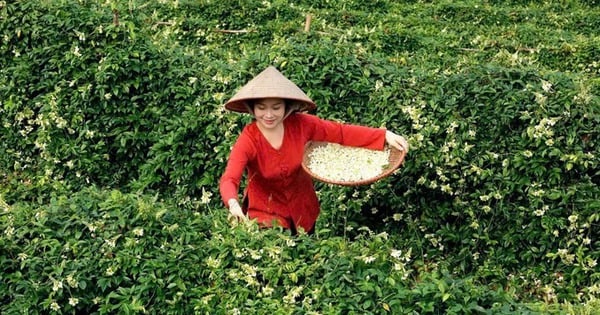 The ginseng tree grown in Danh mountain, Bac Giang, blooms quickly. Dry it to make tea, drinking it will make you feel refreshed.