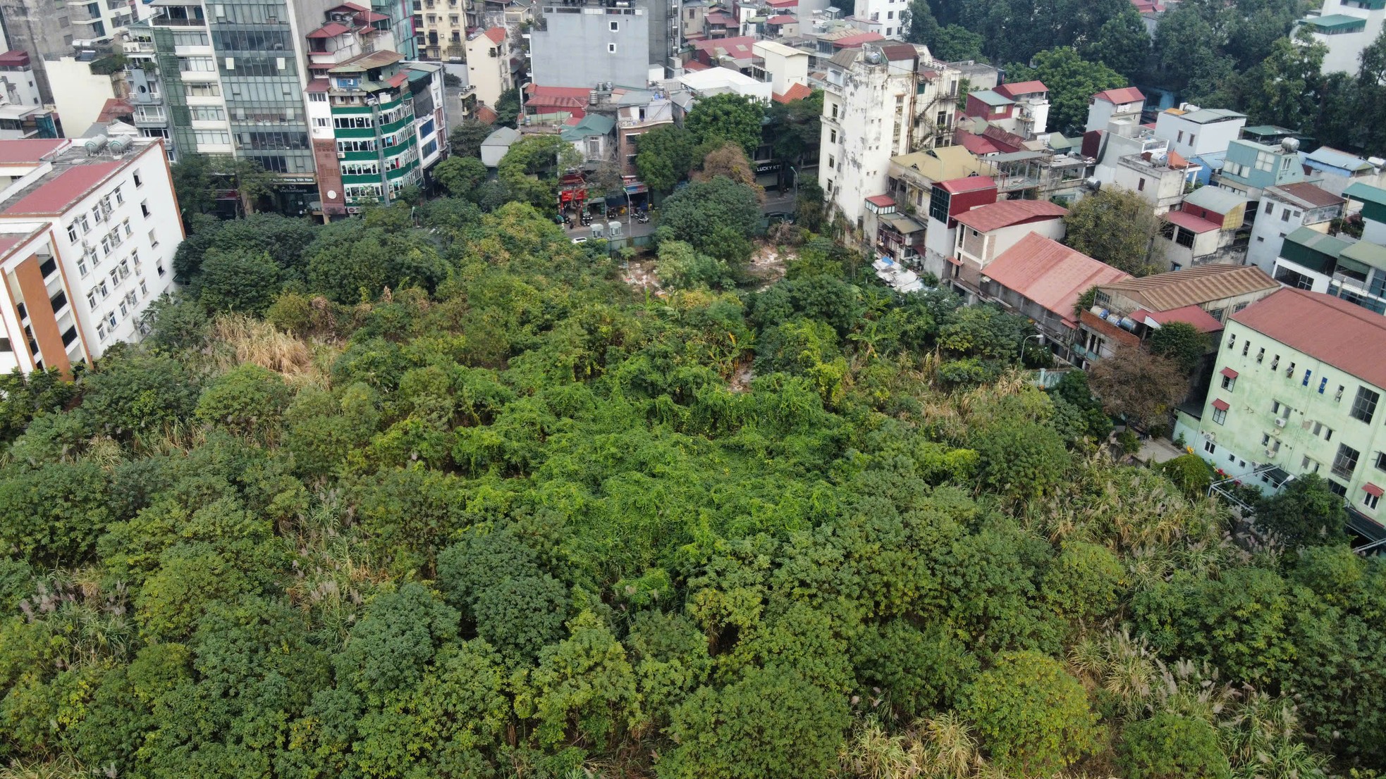 Unkraut wächst wild wie ein „Wald“ auf einem erstklassigen Grundstück in Hanoi und zerstört die Wohnfunktion. Foto 6