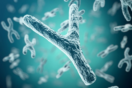 Image du chromosome Y au microscope