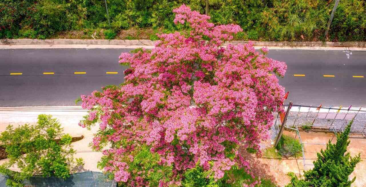 The royal poinciana trees in Da Lat were planted about 10 to 20 years ago and have now reached their full size with wide canopies, evenly blooming flowers and a height of 10 to 20m.